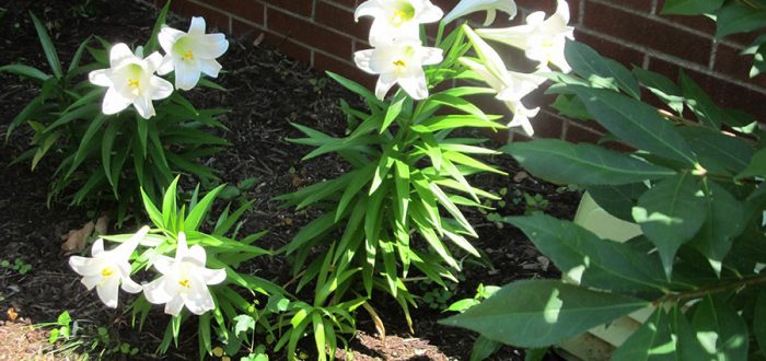 Easter lillies planted on the corner of Buckley Hall