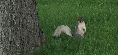 white-tailed squirrel on Montgomery apartment lawn