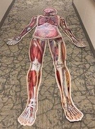 anatomy puzzle